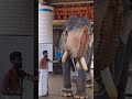 വള്ളംകുളം നാരായണൻകുട്ടി🐘 elephant in kerala 🐘