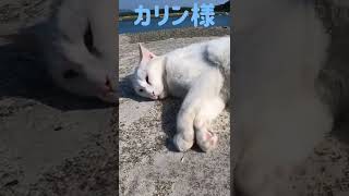 あの凶暴猫のカリン様が白黒ちゃんにヤキモチ妬き唸り蹴り蹴り‼️#shorts