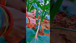 Lady finger harvesting|| Honganasu garden ||Yuva|| 🌱🌱