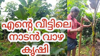 എന്റെ വീട്ടിലെ നാടൻ വാഴ കൃഷി | organic Banana farming#organicbananas #vazhakrishi