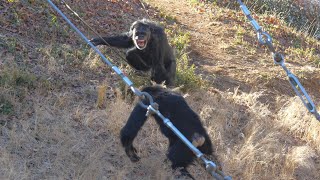 おやつの時間：チャーリーとナナ、フブキvsマリナ（Snack time: Charlie and Nana, Fubuki vs Marina）　多摩動物公園　チンパンジー　202401