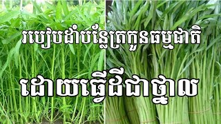 របៀបដាំដំណាំបន្លែត្រកួនធម្មជាតិតាមបែបស្តង់ដា