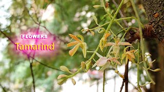 Flowers / 32 / Tamarind / beautiful flowers