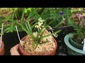 富贵兰 neofinetia falcata fuukiran 天女之舞 tennyonomai 天晶tensyou 雷红丸 raikoumaru