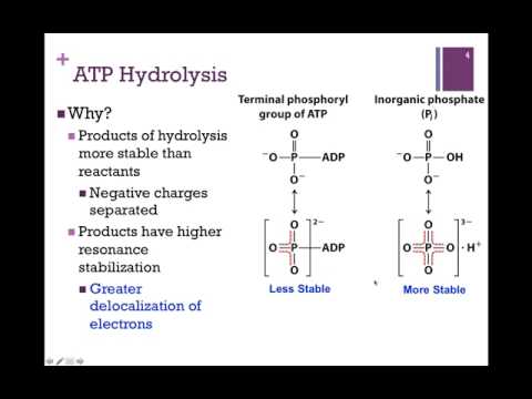 Is ATP resonance stabilized?