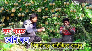 কম খরচে বেশি ফল | বারোমাসি থাই কদবেল চাষ করে বিঘা প্রতি আয় ১ লক্ষ ৫০ হাজার টাকা | কদবেল চাষ