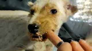 Little Puppy Cried When He Was Fed...He Never Thought That One Day He Would Also Be Loved...