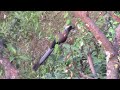 grey treepie