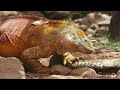 20 incredible wildlife of galapagos islands documentary nature the animal insider