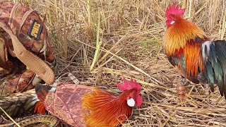 ต่อไก่ป่า  ลองไก่ใหม่,,ວັນນີ້ມາລອງໄກ່ໃໝ່ ໝານໆ@02098904552. fb. บ่าวนิวเลี้ยงไก่ต่อ