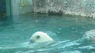 ポロロ　遊びまくってます　　シロクマ　ポロロ１９８（とくしま動物園）