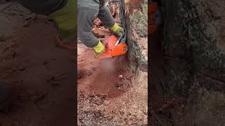 Husky 266xp cutting big stump