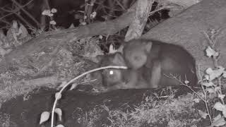 Loud Howls Startle One-Month-Old Wolf Pups