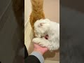 飼い主をとられたくなくて争う猫と犬が可愛すぎた…