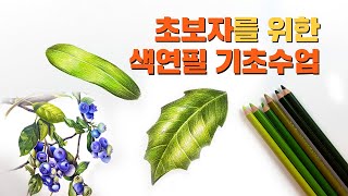 색연필 기법 - 식물그림그리기 / 나뭇잎 채색방법