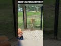 lion’s surprising reaction to a child. instinct or play