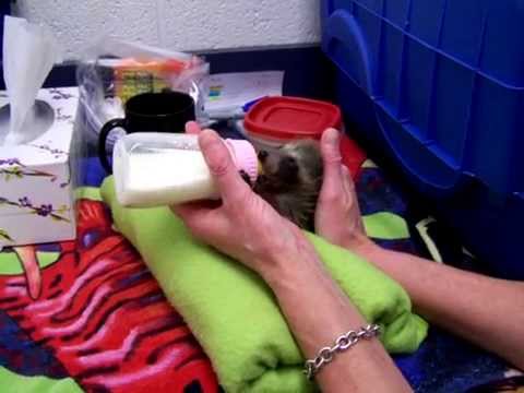 2 week old baby raccoon feeding and toileting video 2 week old baby raccoon feeding and toileting video