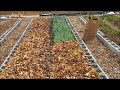 Building Your Soil Over the Winter—Two Cheap Methods with Cover Crops + Leaves