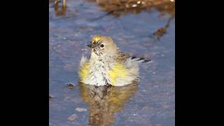 Fluffy Feathers secret: Yellow Rumped Warbler's Bath