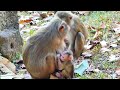 mama libby s care u0026 try hug her baby lily escape when amber monkey steal food u0026 c atch lily