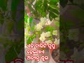 ଏହି ଚାରିଟି ସ୍ବପ୍ନ ହେଇଥାଏ ଅତ୍ୟନ୍ତ ଶୁଭ odiagyana story gk love muodia shreeshakti