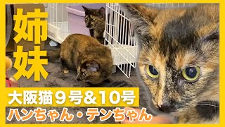 ＃９９【大阪猫姉妹】里子第９号ハンちゃん\u0026１０号テンちゃん【里親へお届け】