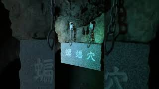 岩手県は龍泉洞、目立ちたがりのコウモリ(天然記念物) #shorts