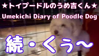 続・くぅ〜 ★トイプードルのうめ吉くん(1562日目)★Umekichi Diary of Poodle Dog