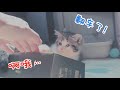 这只小猫咪奶凶奶凶的，连主人都敢打！ ｜李喜猫