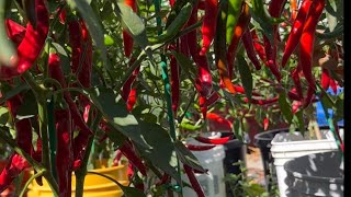 화분에서고추대풍년(bumper hotpepper harvest from container)#고추화분재배#도시농업#hot pepper#고추풍년#over wintering#공간활용