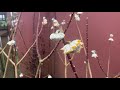 edgeworthia flowers fragrance form and fiber