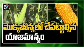 మొక్కజొన్నలో చేపట్టాల్సిన యాజమాన్యం | Corn Farming Procedure | Matti Manishi | 10TV