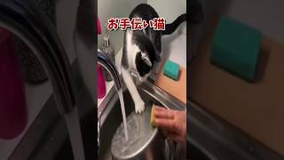 ネッコの動画で癒されたら寝ろｗｗｗ　#2ch #2ch動物スレ #2ch面白いスレ #動物 #犬 #猫 #癒やし #ねこ