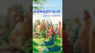 Parable of Wheat and Weed, കളകളുടെ ഉപമ, Bible Parable, Mathew 13:24-43