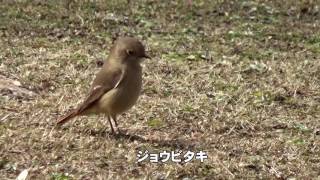 30秒の心象風景10549・地面をつつく～ジョウビタキ～