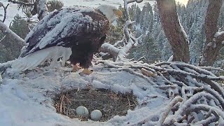 FOBBY CAM~Early Morning Change of incubation~7:20 am 2023/01/30