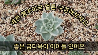 6월 24일 정말 예쁜 행복이금 등 금다육이들 얼른 보세요^^~