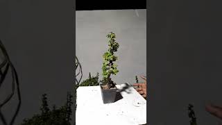 JADE PLANT