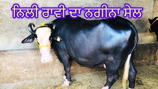 ਨਿਲੀ ਰਾਵੀ ਦਾ ਨਗੀਨਾ ਸੇਲ -3 ਪਸ਼ੂ ਸੇਲ - nilli ravi da 3 animal for sale (8-10-2023)