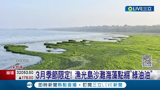 就像撒了抹茶粉一樣! 台南漁光島3月季節限定\