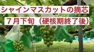 シャインマスカットの摘芯　　７月下旬（硬核期終了後）