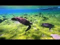 【沖縄県　西表島】海亀とシュノーケル🐢