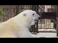 近くにいた大好きな飼育員さんを見ていたピースが移動し微笑む❤️とべ動物園2021年8月3日