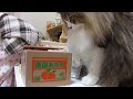 いたずらbank ねこ貯金箱 とねこ キャンディ その2itazura coin bank