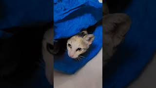 Invisible Love❤️ || Cute Cat's🥰😼 Funny Viral Clips! #youtubeshorts #youtube #ytshorts