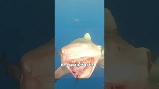 Smiling shark #animals #cute #shark #shorts #shortvideo