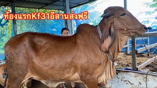 วัวบรามันแดงลูกผสมท้องแรกKf31รับประกันท้อง