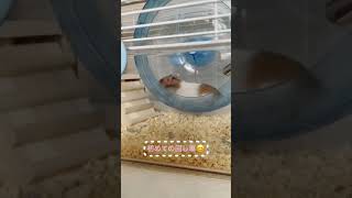 ハムスター🐹　回し車に初めて挑戦！