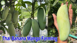 Thai Banana Mango Farming Sucessful || Contact : 9333227579