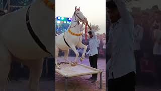Horse dance chunni me beautiful ❤️‍🔥👌👌🤩👌🏼👌👌👌👌👌👌 #horsedance #trendding #viralvideo